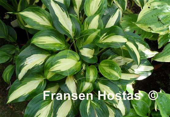 Hosta Lakeside Meter Maid